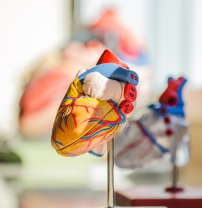 model of a human heart